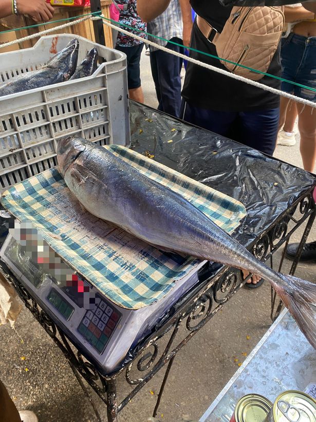 Cajas de Pescado Jurel a $550 la libra